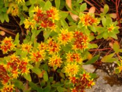 2013-08-18_Regina-F-Rau_Schachen_Blumen  (082).JPG